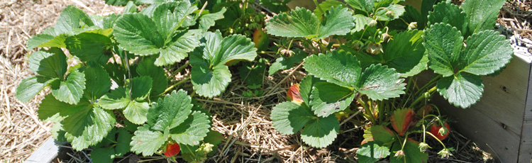 071017_Leaf_Spot_and_Scorch_on_Strawberries.jpg