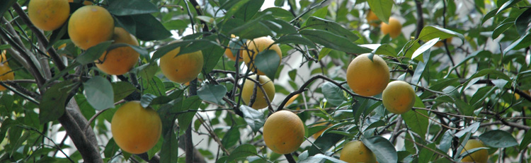 Orange-Fruits-Falling-Off-Before-Fully-Developed.jpg