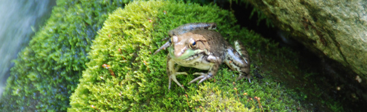 041118_Celebrate_National_Frog_Month_April_and_All_Year_Long.jpg