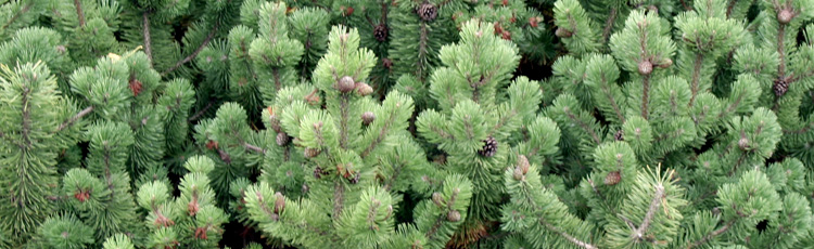 Pruning-Mugo-Pine-THUMB.jpg