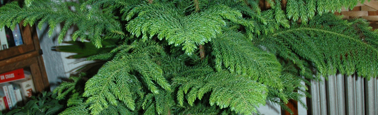 How to Prune Norfolk Pine? 