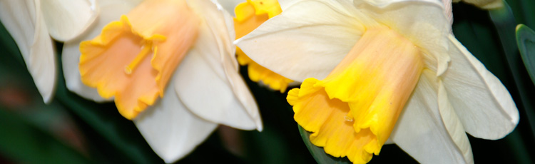 122313_Forcing_Decembers_Birth_Flower_the_Narcissus_Daffodil.jpg