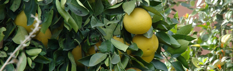 Growing-a-Lemon-Tree-in-Zone-5-THUMB.jpg