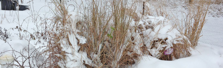 Protecting-Exposed-Plants-in-Winter-THUMB.jpg