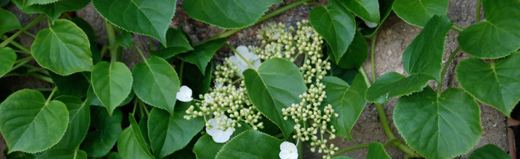 Pruning Climbing Hydrangea Melinda Myers,Virginia Sweetspire Shade