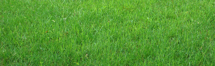 Grass-Seed-for-Sandy-Soil.jpg