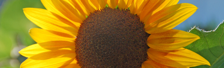 Growing-Sunflowers-in-Moist-Soil-THUMB.jpg