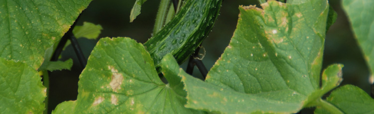 Brown-Spots-on-Leaves-of-Cucumber-Plant---THUMB.jpg