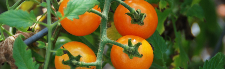 Scabs-on-Stems-of-Tomato-Plants-THUMB.jpg