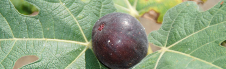 figs.jpg
