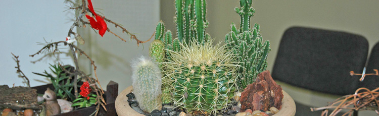 Growing-Cactus.jpg