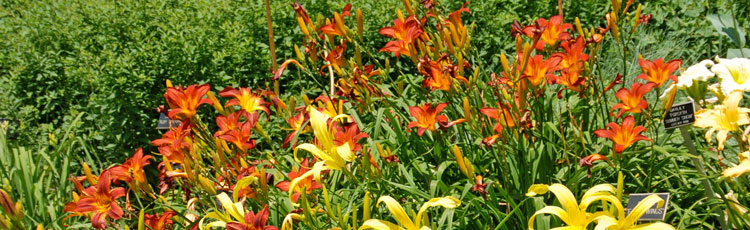 Will-Orange-Roadside-Lilies-Affect-the-Color-of-Other-Daylilies.jpg
