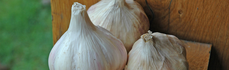 Harvesting-Garlic-THUMB.jpg