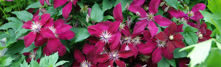 071417_Starting_Heirloom_Clematis_from_Seed.jpg
