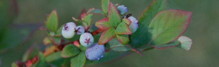 Starting-New-Blueberry-Plants.jpg