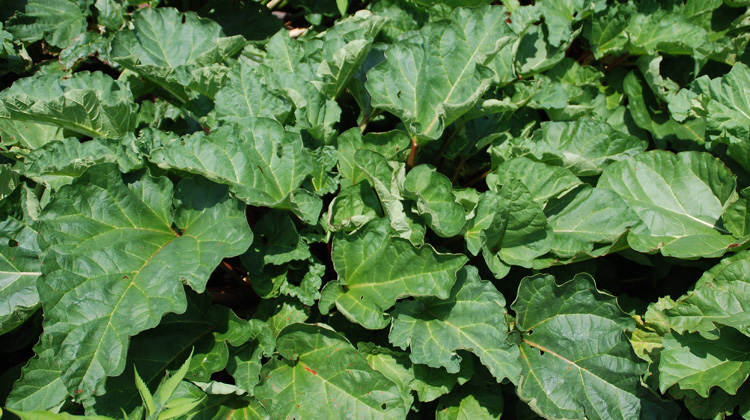 Green-Stems-on-Rhubarb.jpg