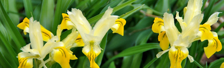 Quackgrass-Growing-Among-Iris.jpg