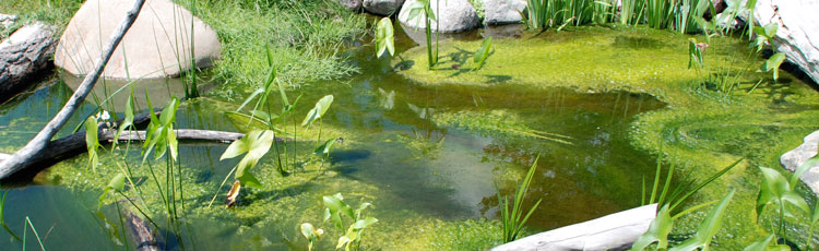 Algae-in-Drainage-Pond.jpg