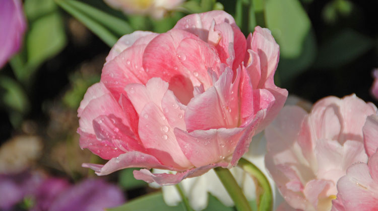 Discover-the-Beauty-of-Double-Tulips-HERO.jpg