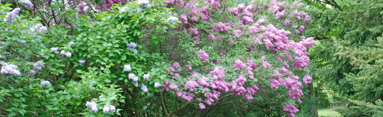 Pruning-Lilac-THUMB.jpg