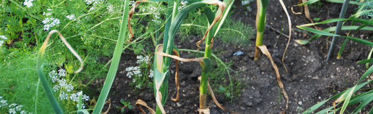 2012_380_MGM_Harvesting_Garlic.jpg