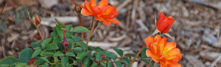 2012_441_MGM_Miniature_Roses.jpg