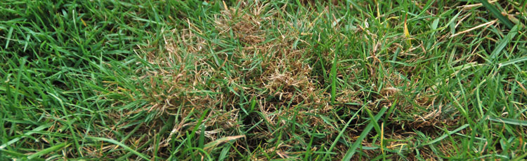 Perennial-Weed-Grasses-in-the-Lawn.jpg