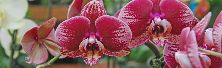 121418_Reblooming_Phalaenopsis_Moth_Orchids-THUMB.jpg