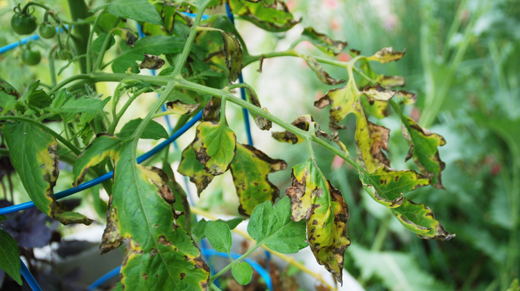 Brown-Spotted-Leaves-on-Tomato-Plant.jpg