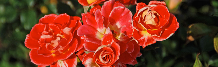 Change-in-Rose-Flower-Color.jpg