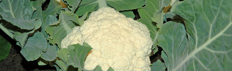 Growing-Cauliflower-THUMB.jpg