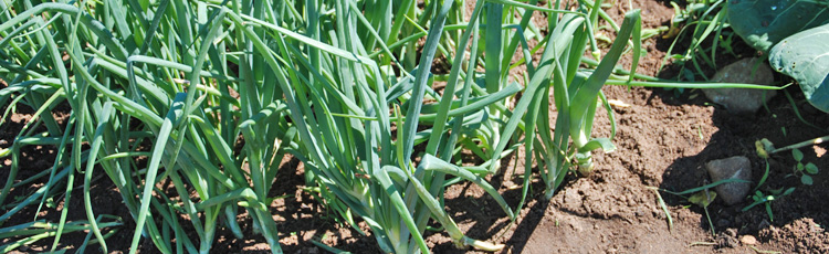 2013_467_MGM_Growing_Onions_from_Seed.jpg