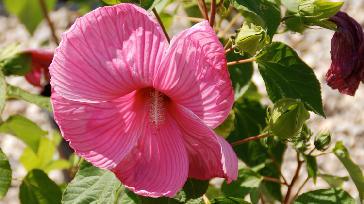 Curled-and-Shriveled-Leaves-on-Perennial-Hibiscus.jpg