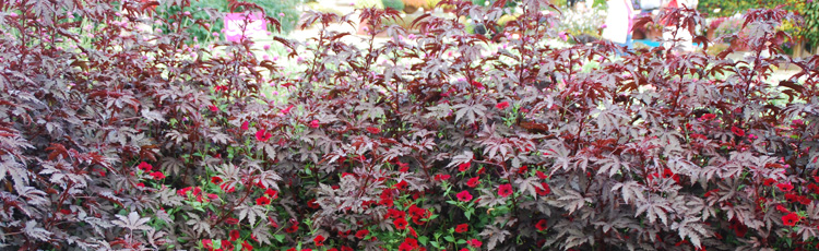 Cranberry-Hibiscus-THUMB.jpg