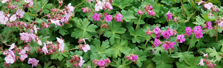 Yellow-and-Curled-Brown-Leaves-on-Perennial-Geranium-THUMB.jpg