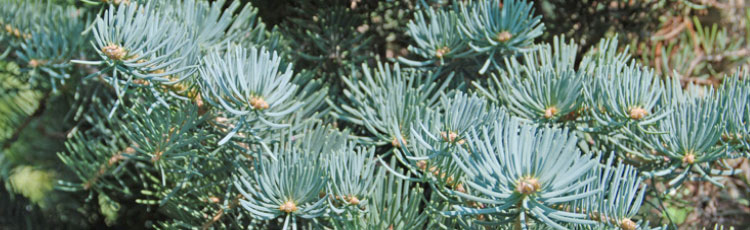 alt-blue-spruce.jpg