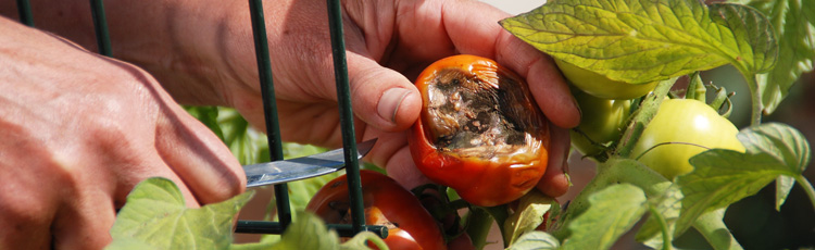 Bottom-of-Tomatoes-Turning-Black---THUMB.jpg