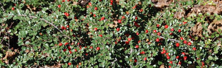Branches-Dying-Back-on-Cotoneaster---THUMB.jpg
