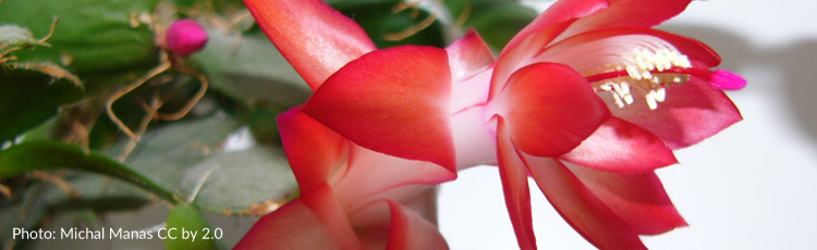 121613_Prevent_Bud_and_Flower_Drop_on_Christmas_Cactus.jpg