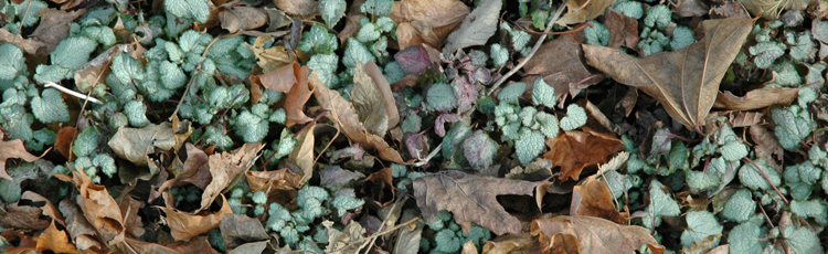 2011_256_MGM_Fall_and_Winter_Care_for_Groundcovers.jpg