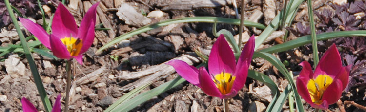 101218_Growing_Species_Tulips-thumb.jpg