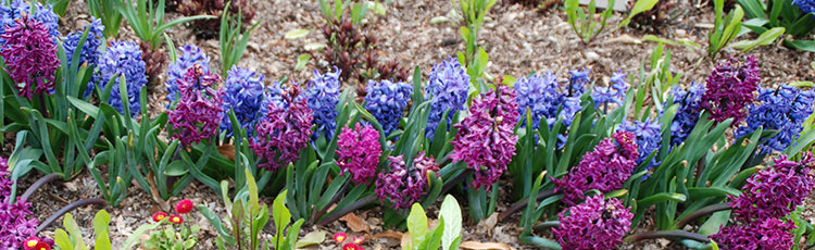 012521_Celebrate_Year_of_the_Hyacinth.jpg