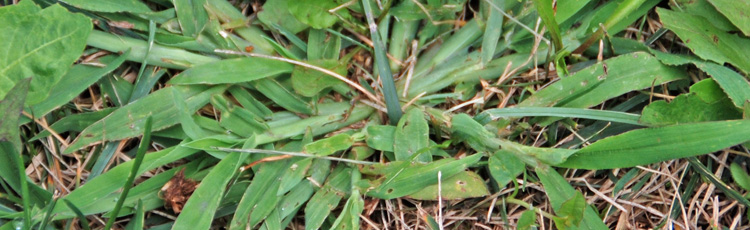 Preventing-Crabgrass-and-Johnson-Grass-in-a-Bermuda-Lawn-THUMB.jpg