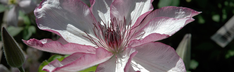 Clematis-Had-Failed-to-Bloom-THUMB.jpg