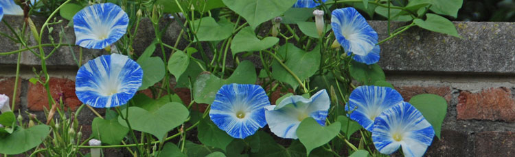 Morning-Glory-Did-Not-Come-True-From-Seed.jpg