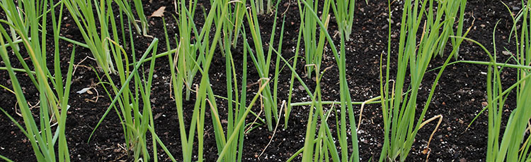 021221_Starting_Onions_from_Seeds_Indoors.jpg