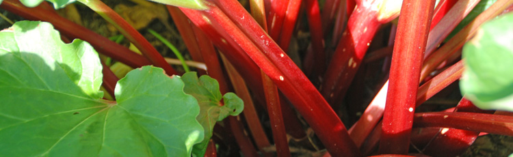 Limp-Rhubarb-Plants-THUMB.jpg