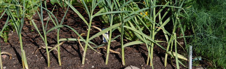 2012_398_MGM_Planting_Garlic.jpg