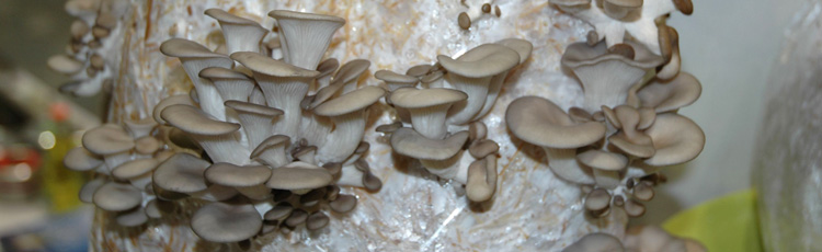 2012_411_MGM_National_Mushroom_Day.jpg