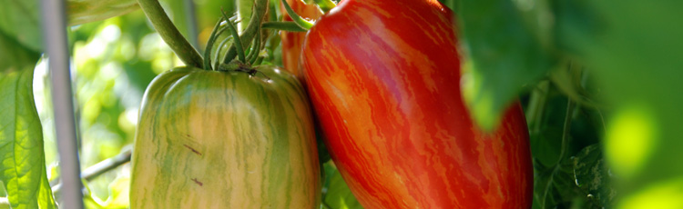 2011_246_MGM_Saving_Heirloom_Tomato_Seeds.jpg